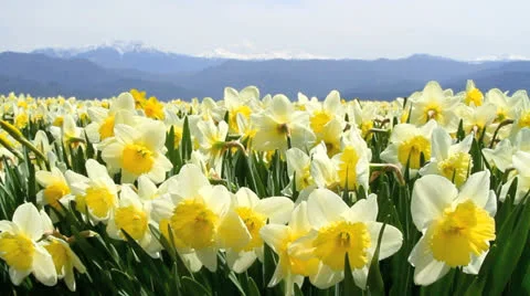 Field of narcissus. Stock Footage 22529371