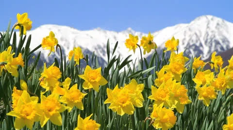 Field of narcissus. Stock-Footage 22530559