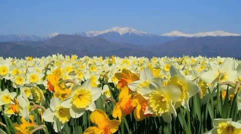 Field of narcissus. Stock Footage 22569734