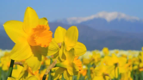 Field of narcissus. Stock Footage 22569867