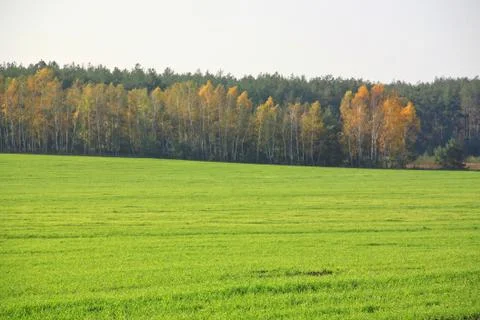 Field near  forest. Stock Photos