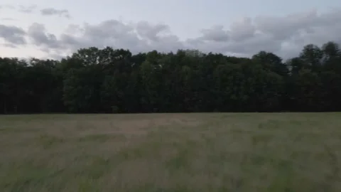 Field near Forest at Sunset Stock Footage 194422492