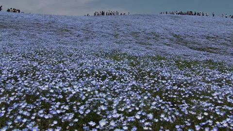 Field of Nemophila Video stock 327674529