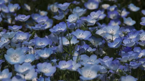 Field of Nemophila Video stock 327674726