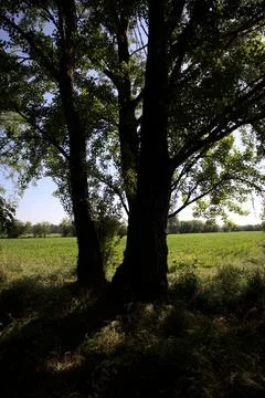 Field next to a grove Stock Photos