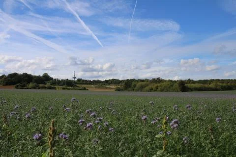 On the field with a nice cloudy sky Stock Photos