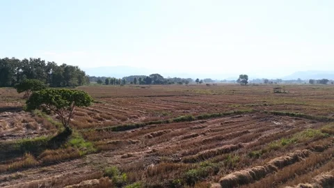 Field in north Thailand, daytime Stock Footage 330833772