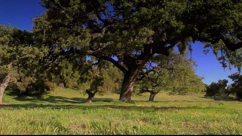 Field Of Oak Trees Video stock 106106335