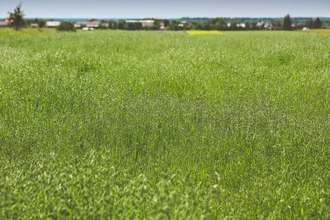 Field of oat Stock Photos