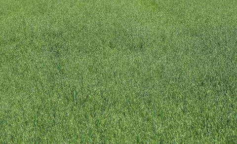 Field of oat Stock Photos