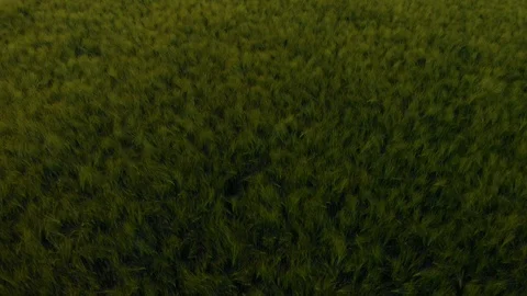 Field of oat on sunset Stock Footage 113678016