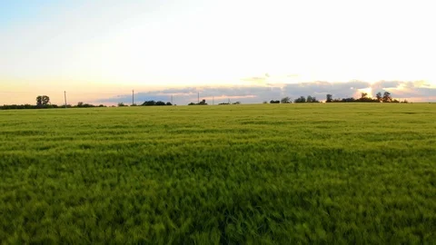 Field of oat on sunset Stock Footage 113678310