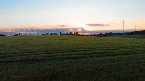 Field of oat on sunset Stock Footage 113682886