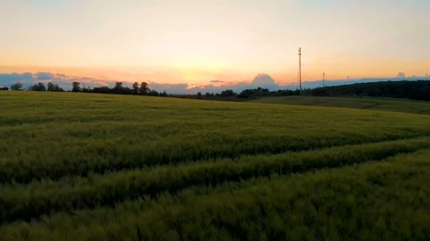 Field of oat on sunset Stock Footage 113684727