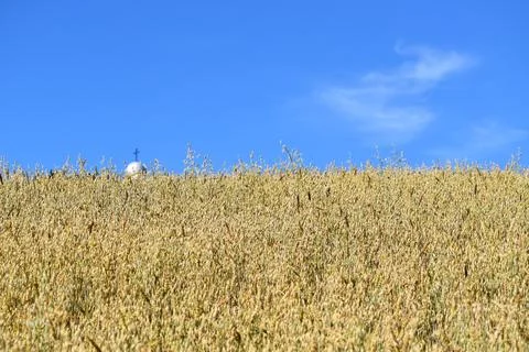 A field of oats in the fall Stock Photos