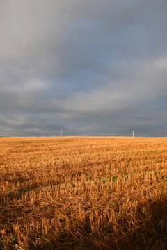 A field of oats in the fall Foto stock