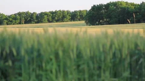 Field of Oats 動画素材 21281766