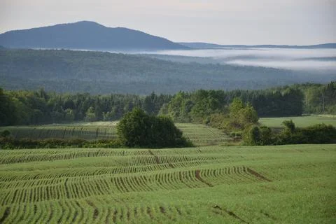 A field of oats in spring Stock Photos