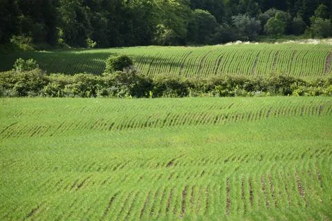 A field of oats in spring Stock Photos