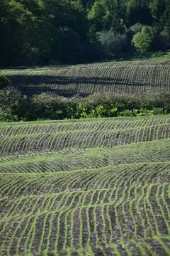 A field of oats in spring Stock Photos