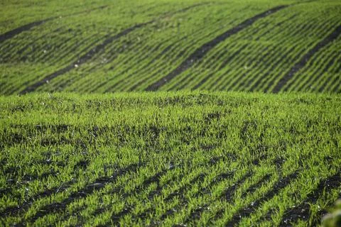 A field of oats in spring Stock Photos