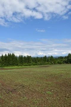 A field of oats in spring Stock Photos