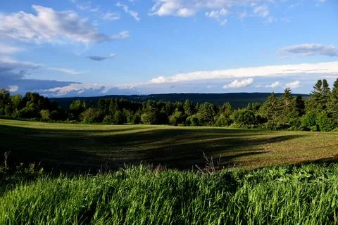 A field of oats in spring Stock Photos