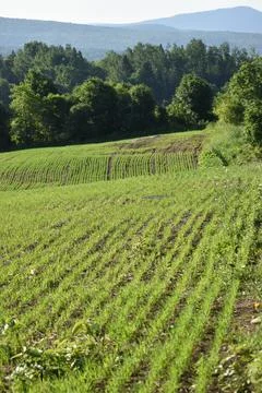 A field of oats in spring Stock Photos