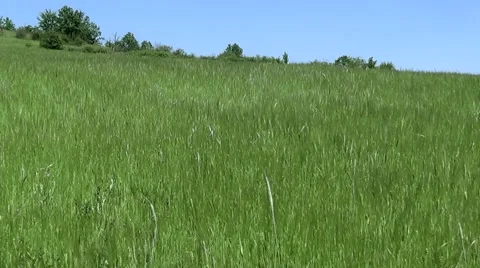 Field Oats in summer time Vídeo Stock 63368846