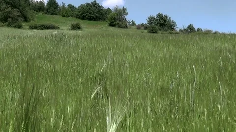 Field Oats in summer time Vídeo Stock 63370849