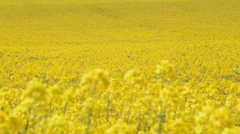 A field of oilseed rape blowing in the wind Stock-Footage 39715722