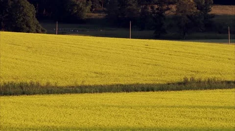 A field of oilseed rape Stock Footage 11319406