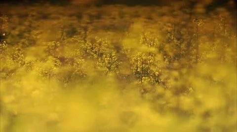 A field of oilseed rape Stock Footage 11319490