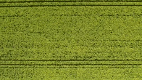 Field of oilseed rape with an oak tree Stock Footage 240235300