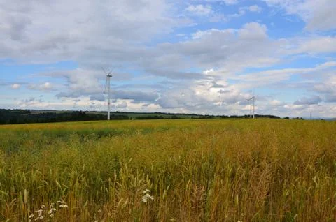 A field of oilseed rape Stock Photos