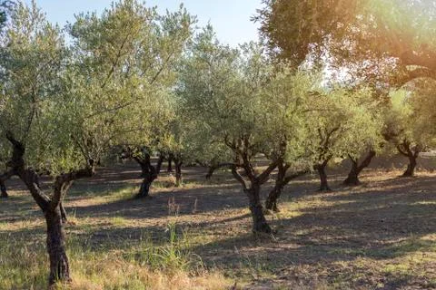 Field with old olive tree ready for harvest Foto stock