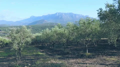 Field of olive grove moved by the wind and in the background a wind farm Stock Footage 137978486