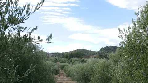 Field with olive trees and blue sky. Olive tree full with olives. Olive branc Stock Footage 119677258