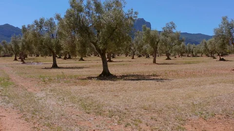 Field of olive trees with Benet Rocks mountain  Stock Footage 125606054