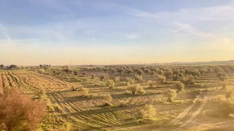 A field of olive trees with a clear blue sky in the background 스톡 동영상 331118618