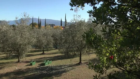 Field of olive trees Stock Footage 84172826