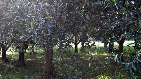 Field with olive trees Stock Footage 115535483