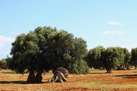 Field of olive trees. Stock Photos