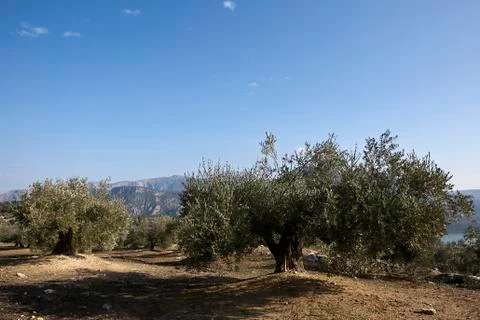 Field of olive trees Stock Photos