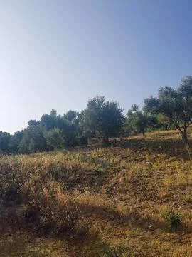 A Field of Olive Trees Stock Photos