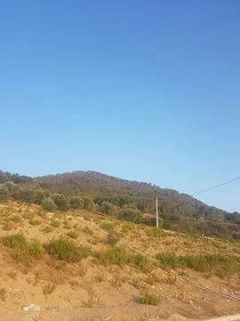 Field of olive trees with pine forest Stock Photos