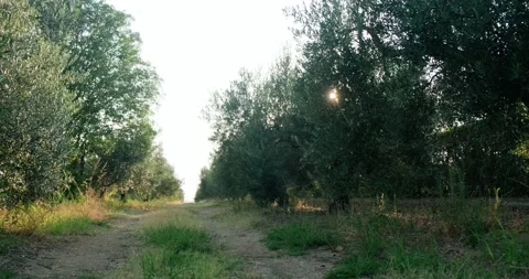 Field with olive trees at sunset. Stock Footage 160130017