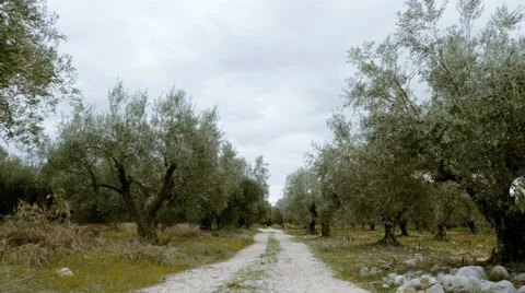  field of olive trees walking tracking pov steadicam Video stock 60605275