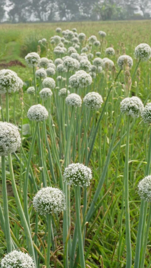 Field of onion plants Stock Footage 333908976