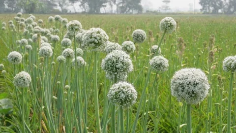 Field of onion plants 库存影片 333909000